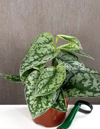 Scindapsus SIlver Lady - Plant Proper - 4" Pot