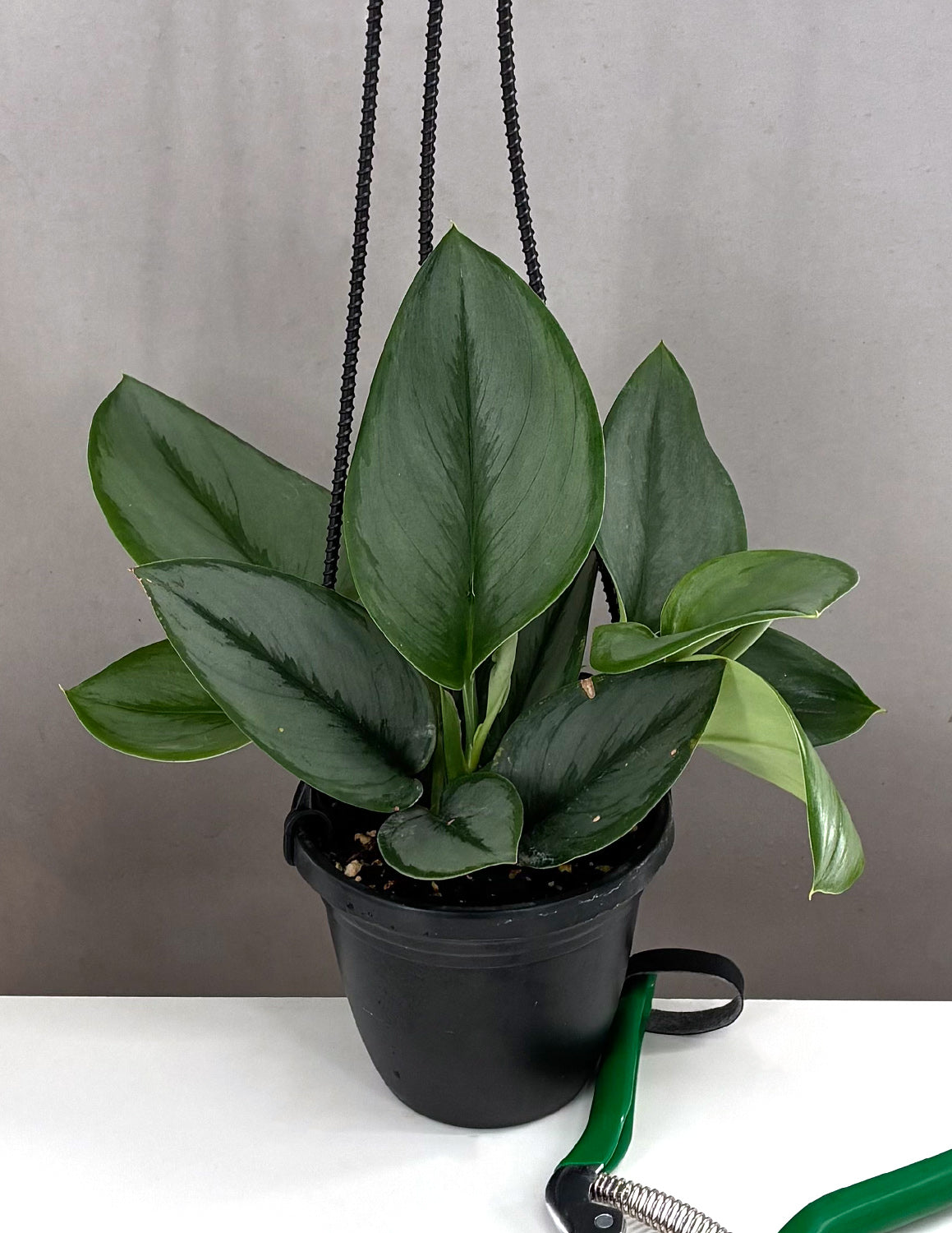 Low Light Indoor Plants | Houseplants | Always Affordable at Plant