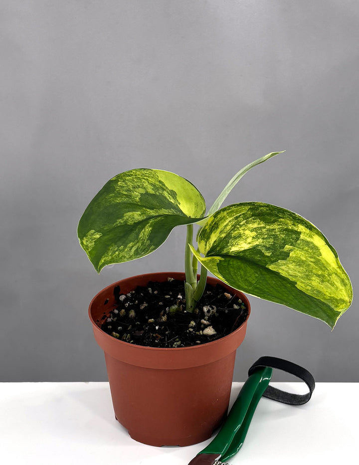varigated jade plant yellowing leaves Just a moment