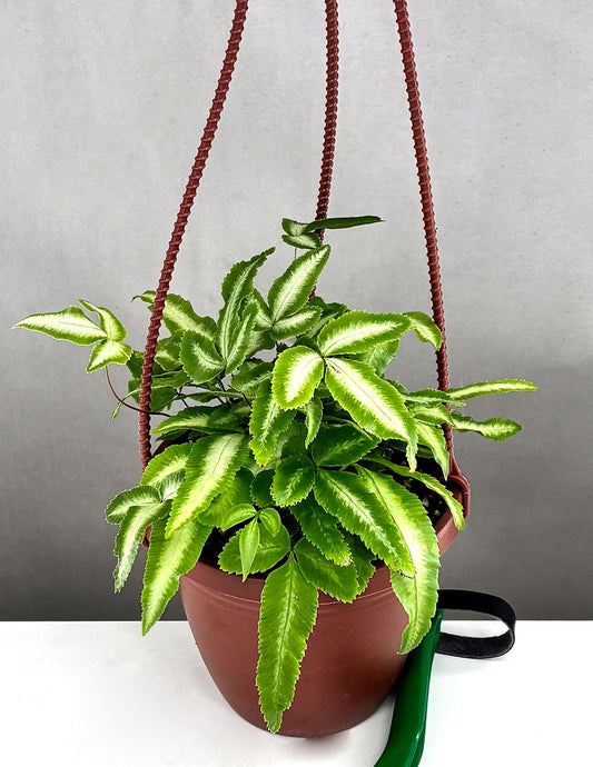 Silver Lace Fern - Plant Proper - 4"  Hanging Pot