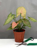 Syngonium Merry Maria - Plant Proper - 4" Pot