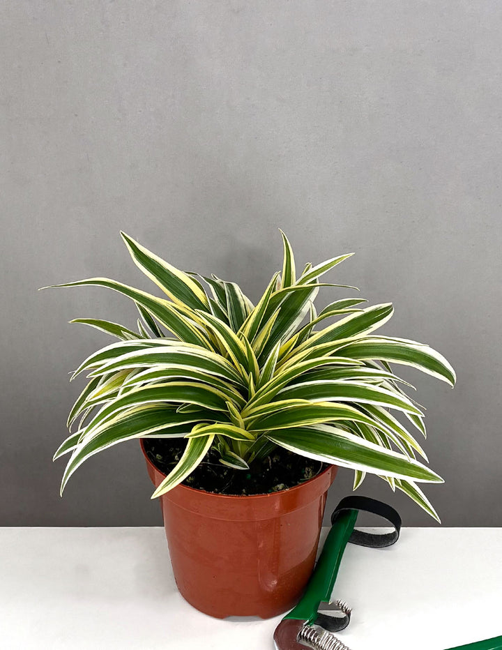 blooming prayer plant Prayer Plant Pop-Up Bouquet