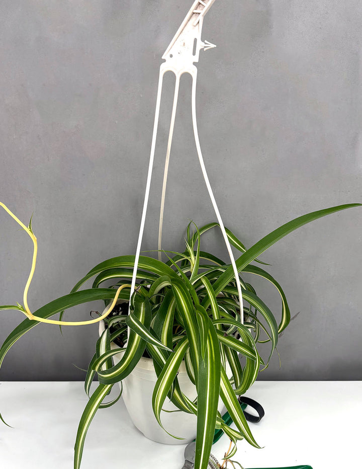parts of a spider plant Spider Plant