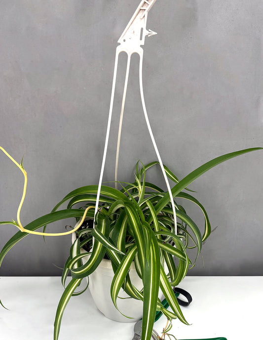 Spider Plant - Plant Proper - 6" Hanging Basket