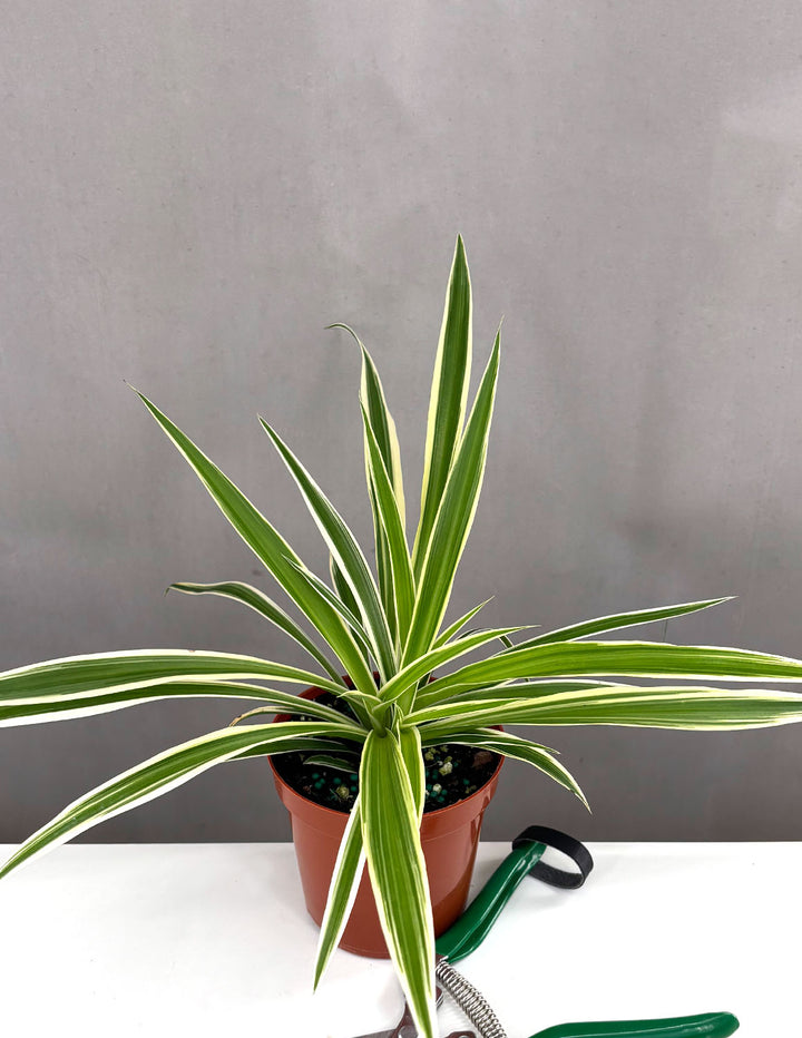 dracaena vs spider plant Spider Plant Reverse Variegated