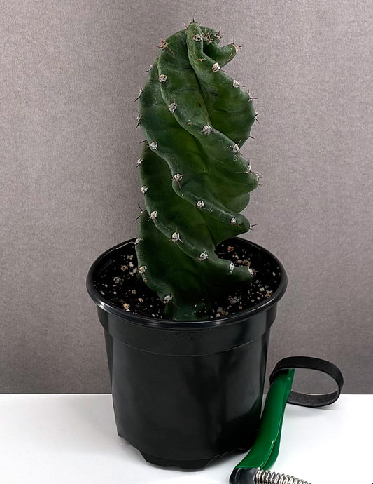 Spiral Cactus - Plant Proper - 4" Pot