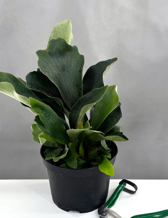 Staghorn Fern - Plant Proper - 4" Pot