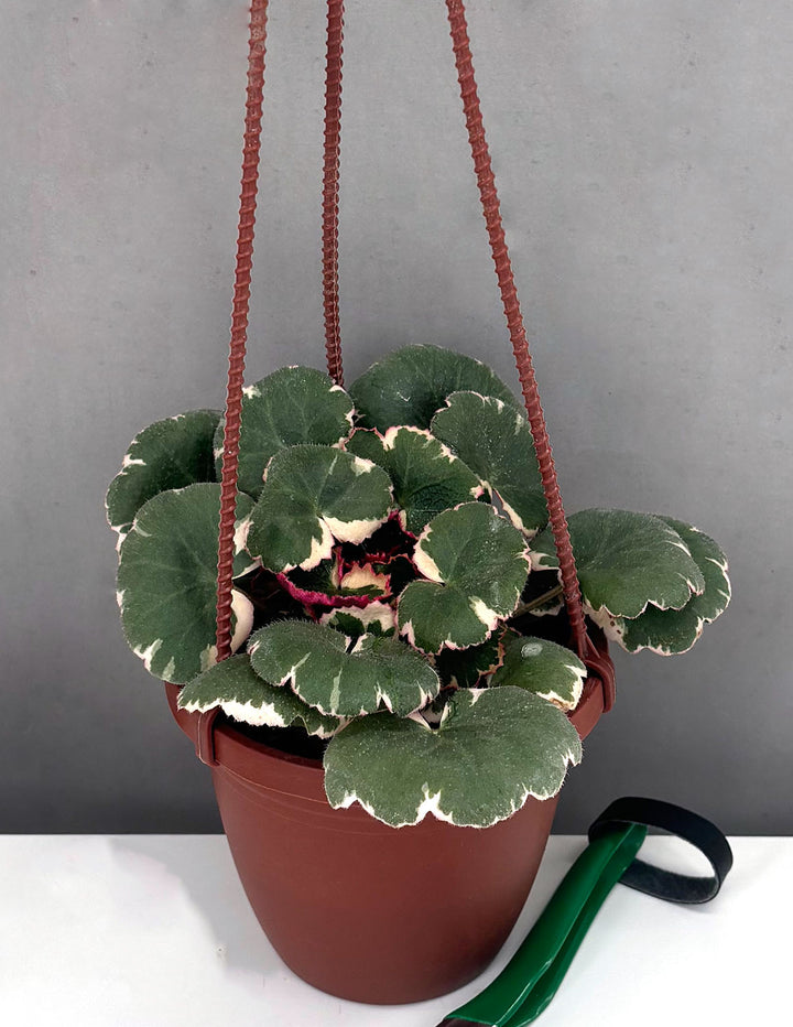 strawberry begonia hanging plant Strawberry Begonia