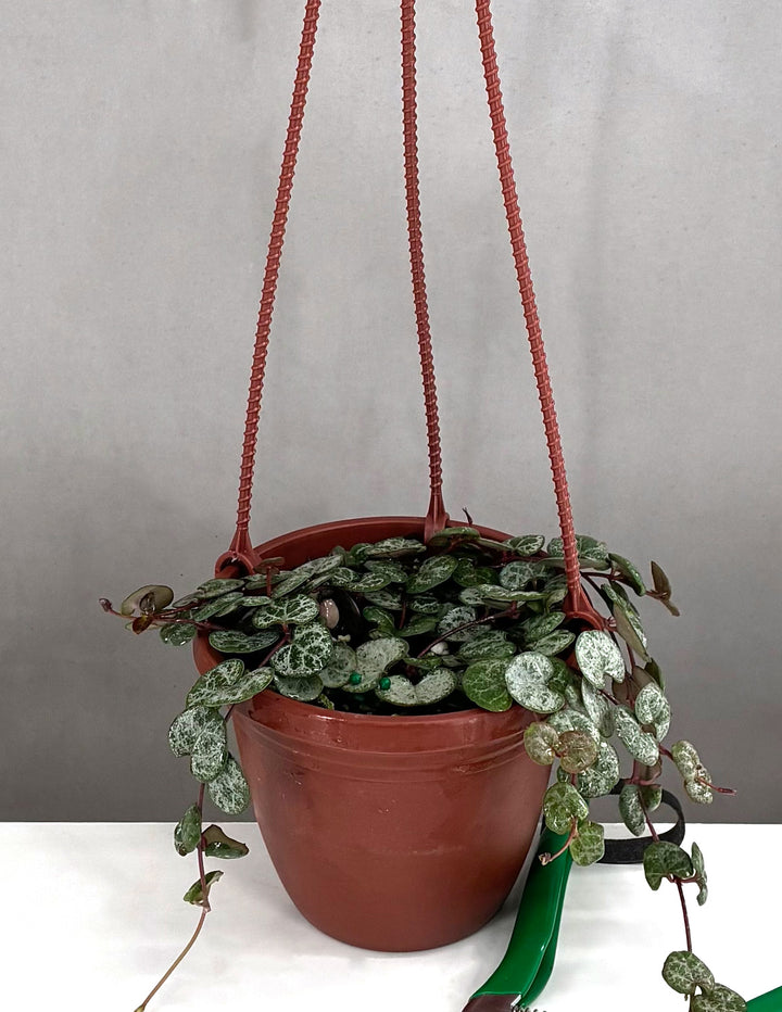 string for hanging plants String of Hearts | Houseplants