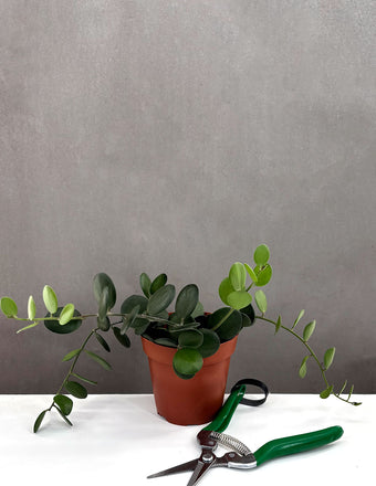 String of Coins - Plant Proper - 4" Pot