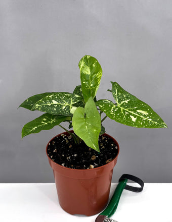 Syngonium Panda Galaxy - Plant Proper - 4" Pot