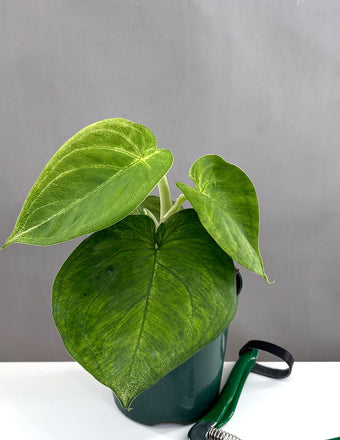 Syngonium Ice Frost - Plant Proper - 4" Pot