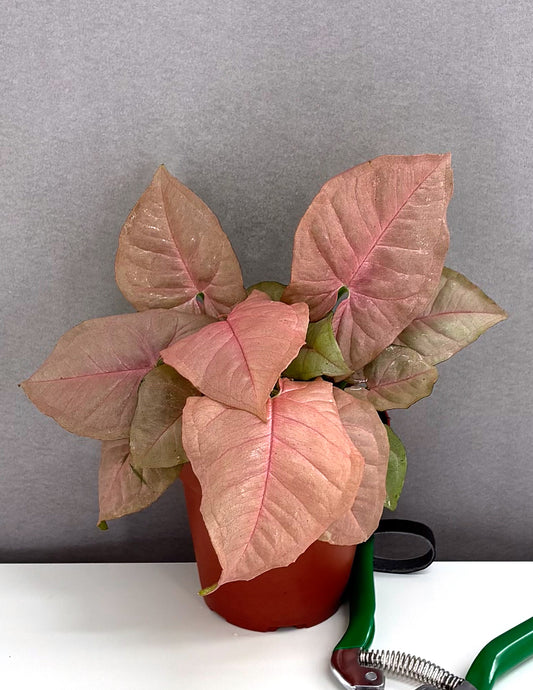 Syngonium Neon Pink - Plant Proper - 4" Pot