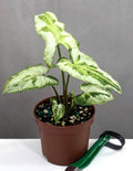Syngonium Three Kings - Plant Proper - 3.5" Pot