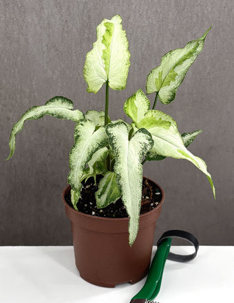 Syngonium Three Kings - Plant Proper - 3" Pot