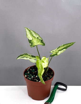 Syngonium Three Kings - Plant Proper - 3" Pot