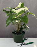 Syngonium Albo - Plant Proper - 6" Pot