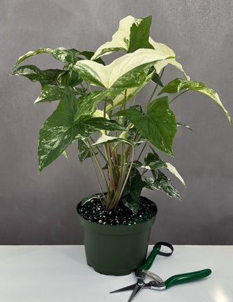 Syngonium Variegated - Plant Proper - 3" Pot