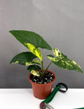 Syngonium Aurea - Plant Proper - 3" Pot
