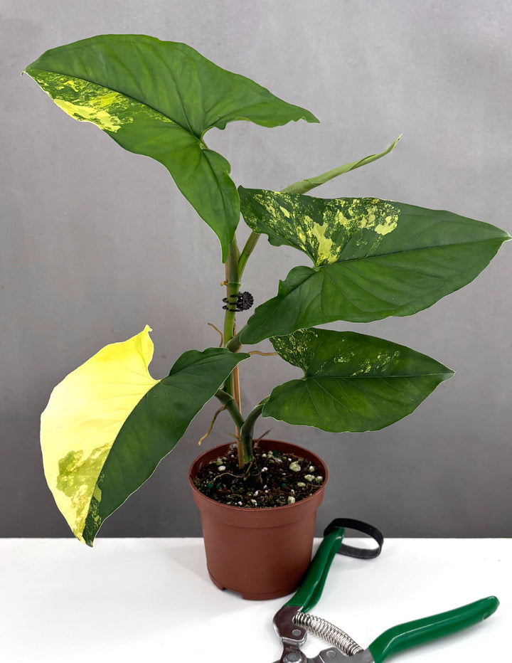 Syngonium Aurea