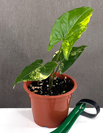 Syngonium Aurea - Plant Proper - 3" Pot
