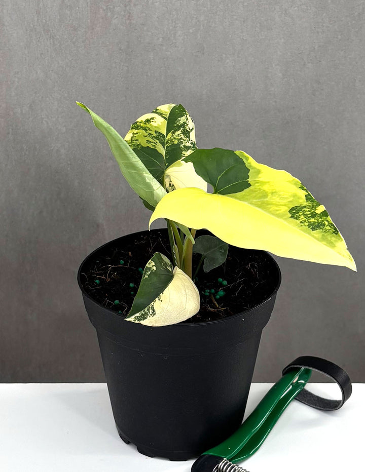 syngonium yellow aurea variegata Syngonium Aurea