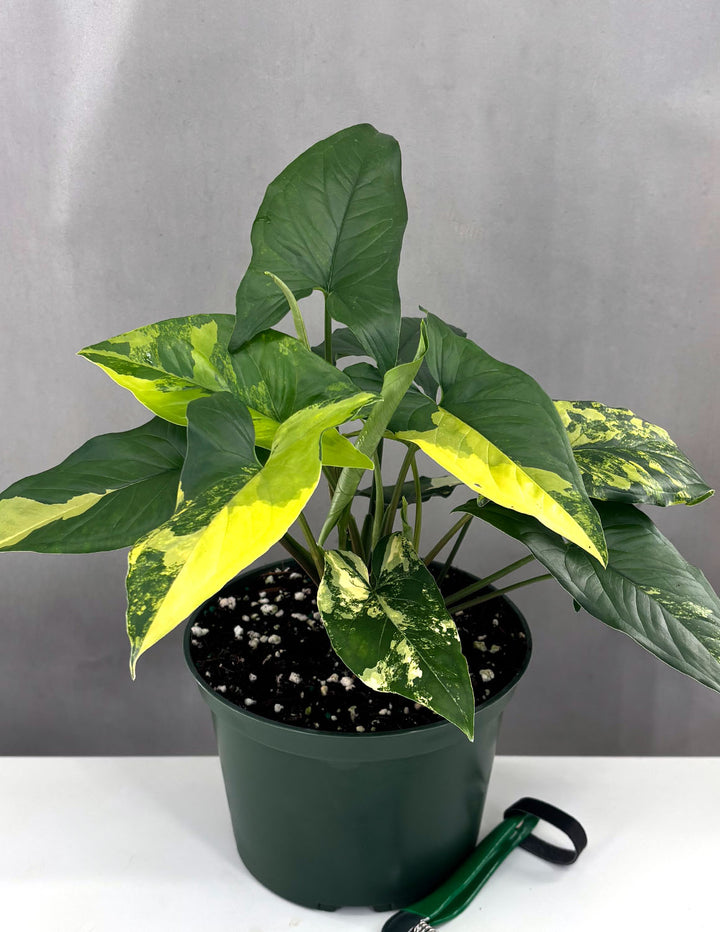 Syngonium Aurea | Arrowhead Plant