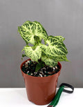 Syngonium Batik - Plant Proper - 4" Pot