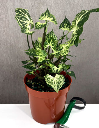 Syngonium Batik - Plant Proper - 4" Pot