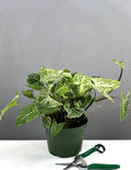 Syngonium Batik - Plant Proper - 6" Pot