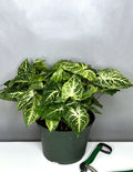 Syngonium Batik - Plant Proper - 6" Pot