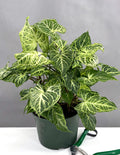 Syngonium Batik - Plant Proper - 6" Pot