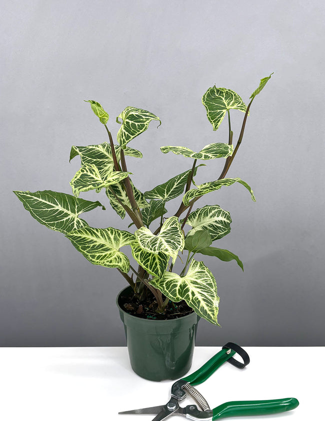 Syngonium Batik - Plant Proper - 4" Pot