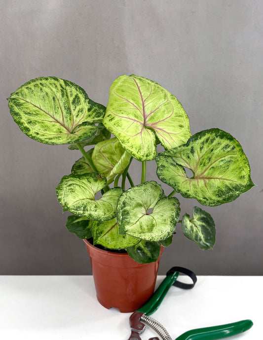 Syngonium Bob Allusion - Plant Proper - 4" Pot