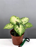 Syngonium Candy Berry - Plant Proper - 4" Pot