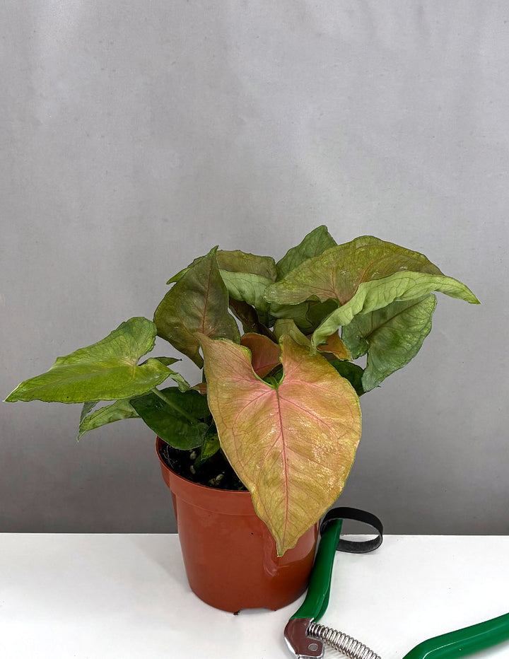 Syngonium Candy Berry | Arrowhead Plant