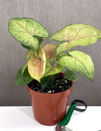 Syngonium Candy Berry - Plant Proper - 4" Pot
