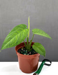 Syngonium Chiapense - Plant Proper - 4" Pot