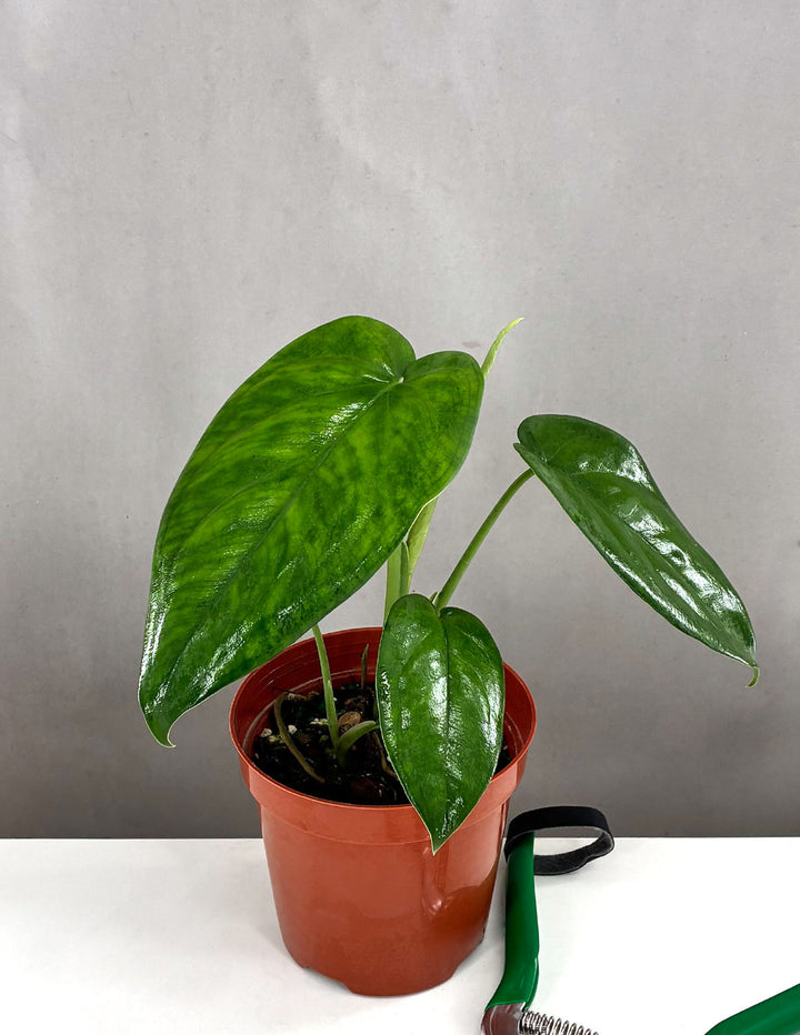fertilizer for syngonium plant Syngonium Chiapense