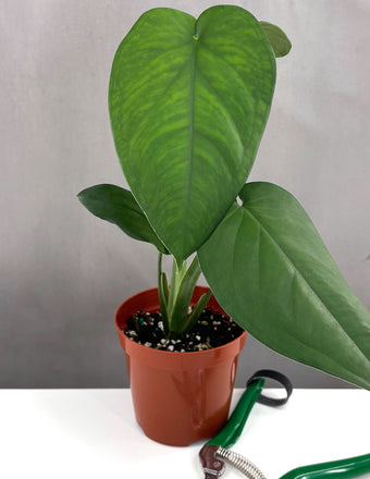 Syngonium Chiapense - Plant Proper - 4" Pot