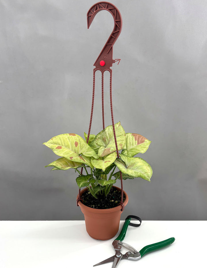 arrowhead plant in hanging basket Syngonium Confetti | Arrowhead Plant