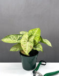 Syngonium Confetti - Plant Proper - 4" Pot