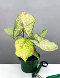 Syngonium Confetti - Plant Proper - 4" Pot