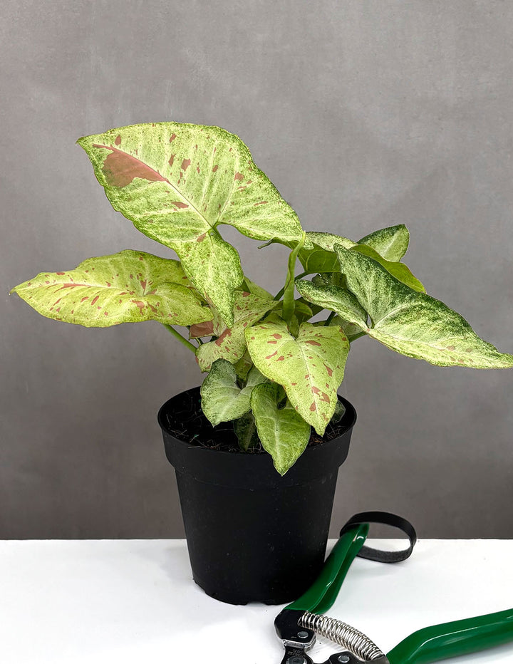 confetti plants Syngonium Confetti