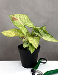 Syngonium Confetti - Plant Proper - 4" Pot