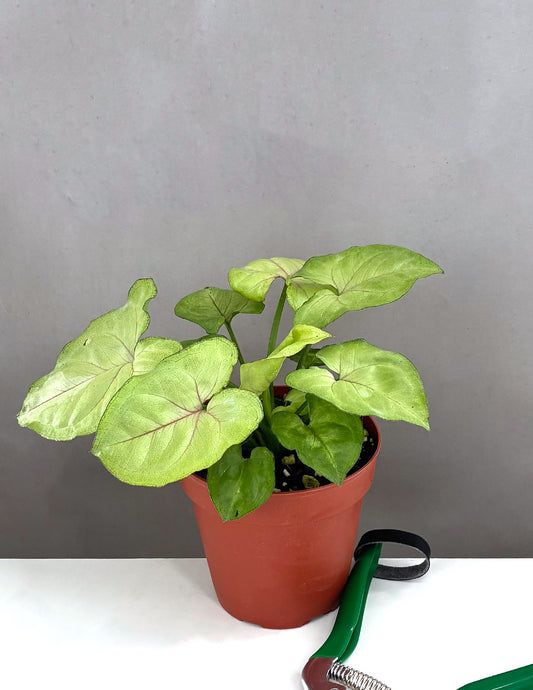 Syngonium Cream Allusion - Plant Proper - 4" Pot