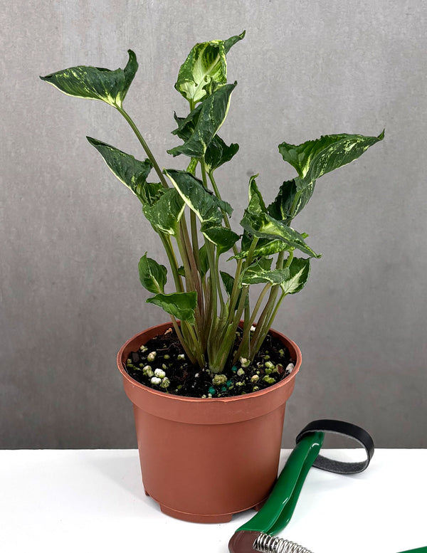 Syngonium Godzilla - Plant Proper - 3" Pot