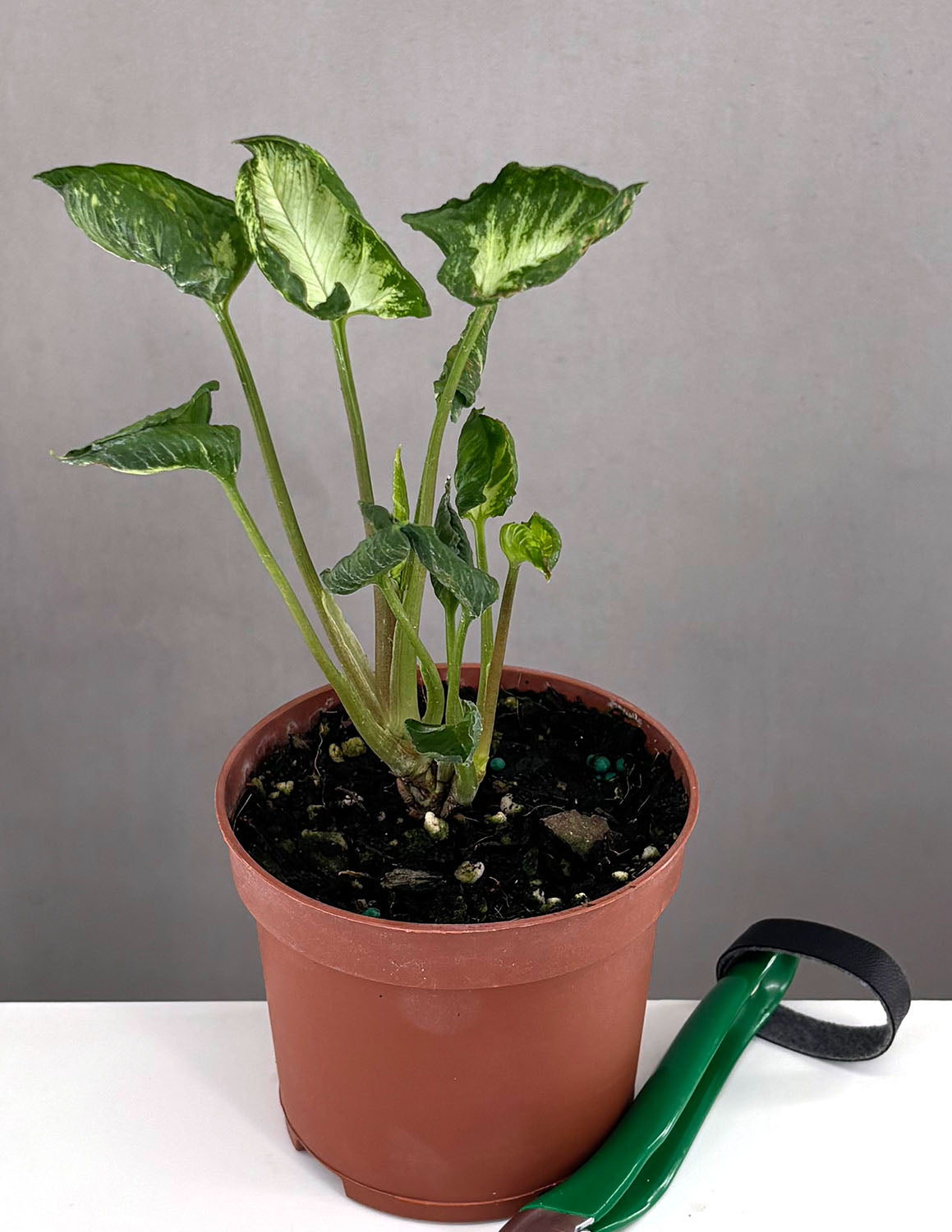 anthurium godzilla Syngonium Godzilla | Arrowhead Plant