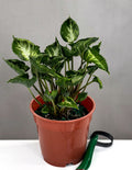 Syngonium Godzilla - Plant Proper - 4" Pot