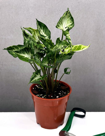 Syngonium Godzilla - Plant Proper - 4" Pot